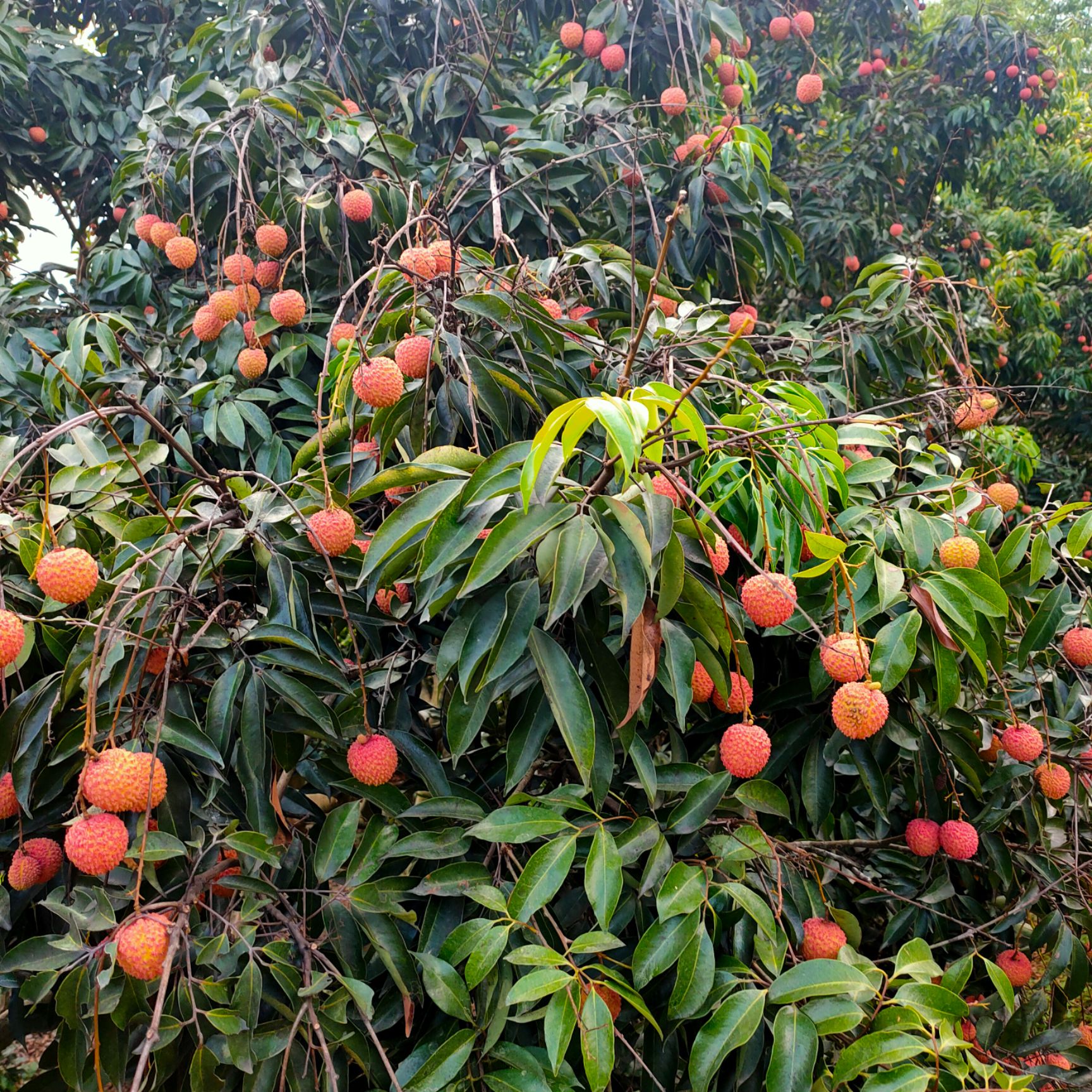 桂味荔枝 桂味茘枝