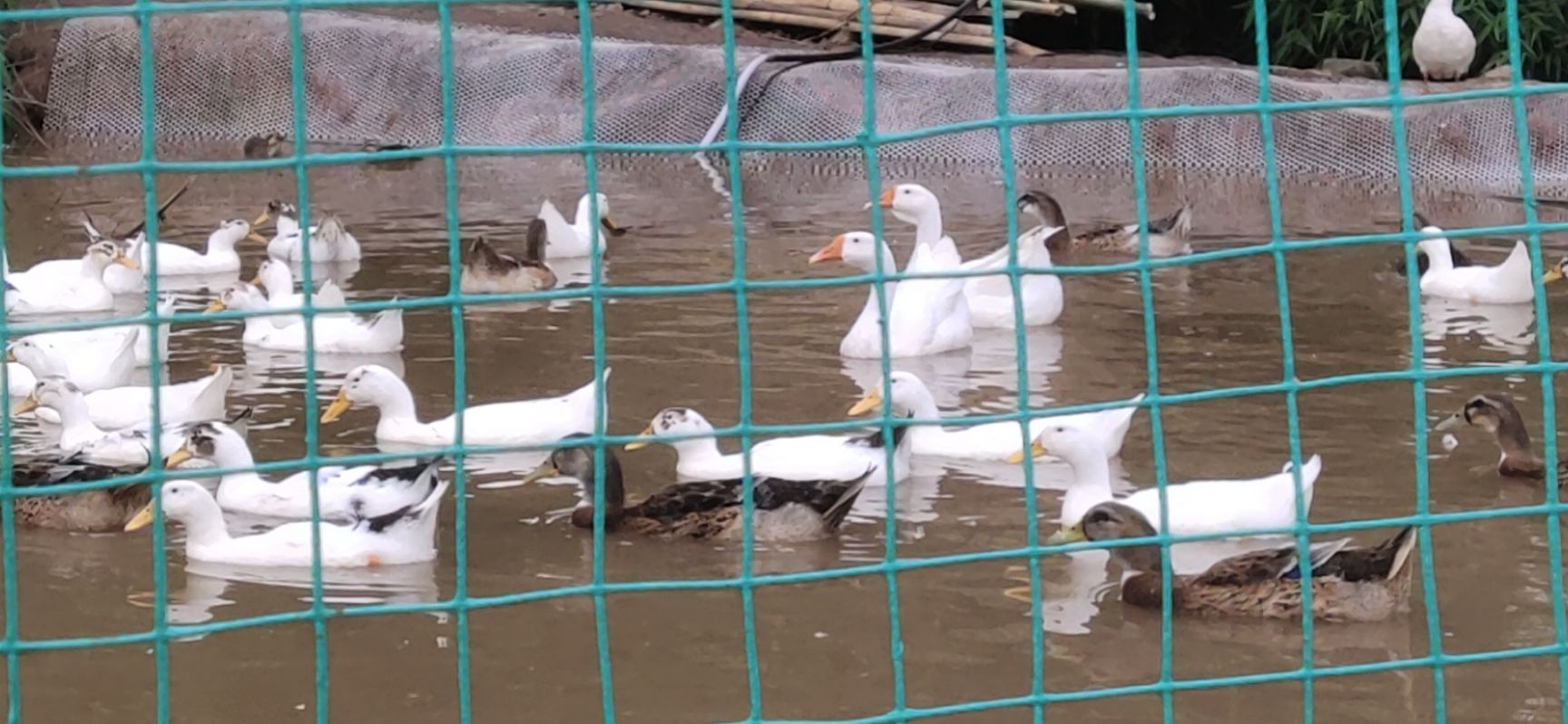 肉鸭 4-5斤 统货 半圈养半散养 