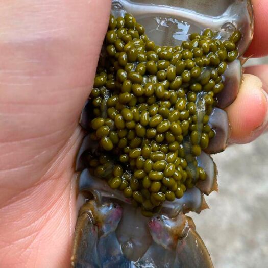 湛江澳洲龙虾 澳洲淡水龙虾 抱卵母虾