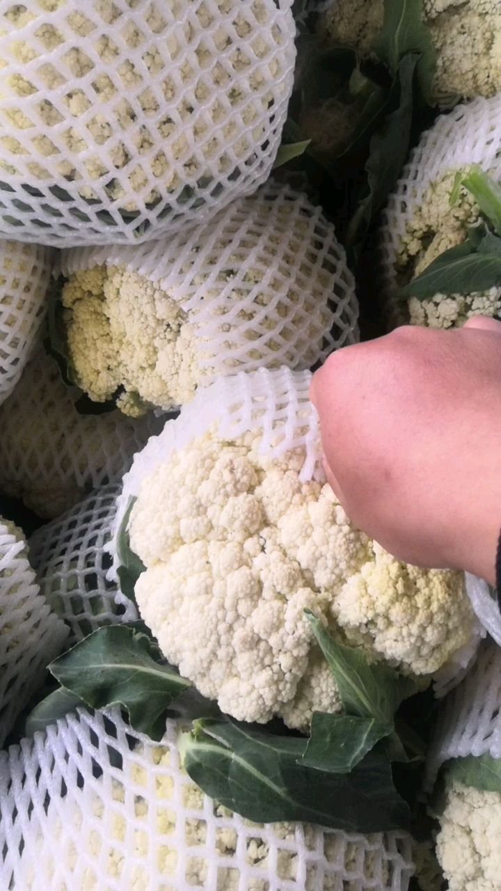 白花菜花  加工厂，大量供应青梗松花