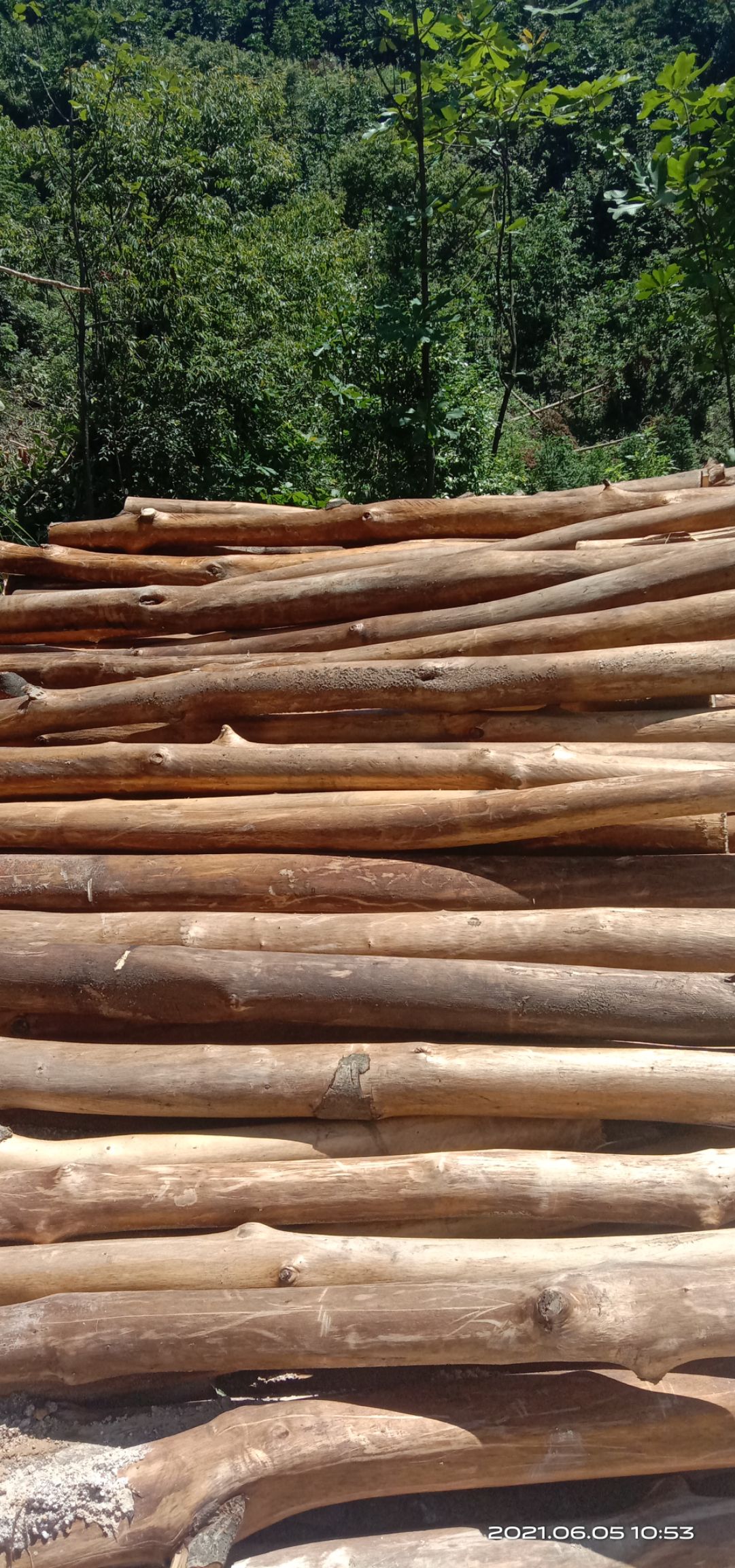 大量收购厚朴树皮，根皮，扒皮后的树杆，有货源的朋友请联系我。