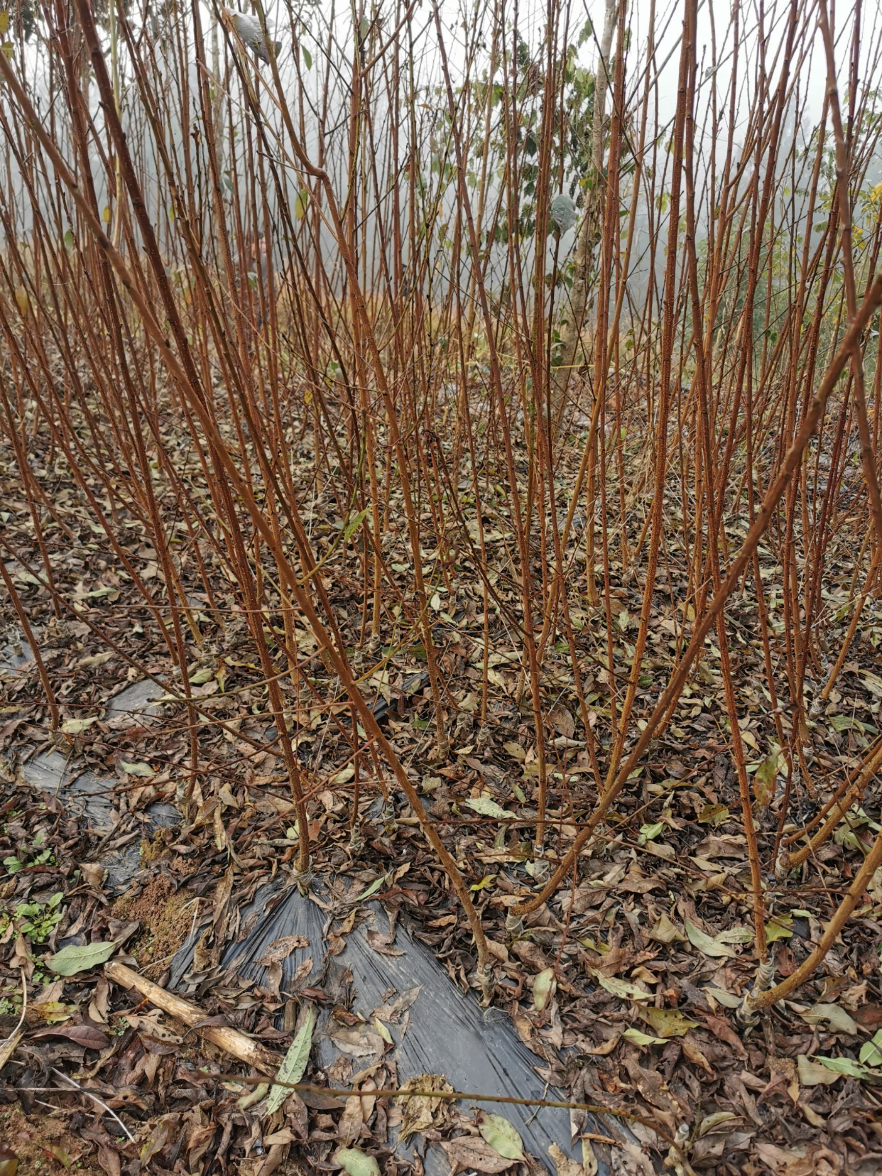 蜂糖李樹苗  蜂糖李種植基地，保證品種純正