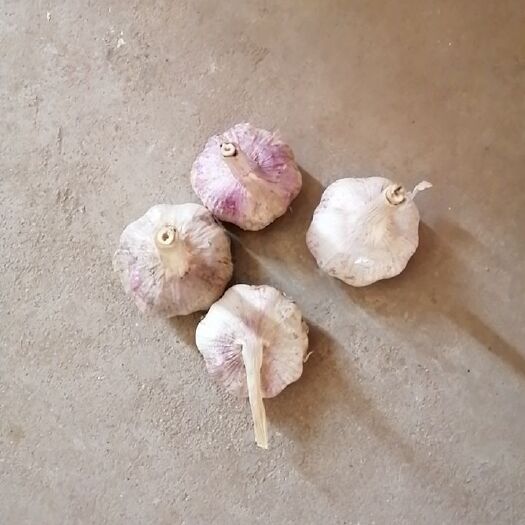 鱼台县红皮蒜  大蒜，干蒜，现场收货