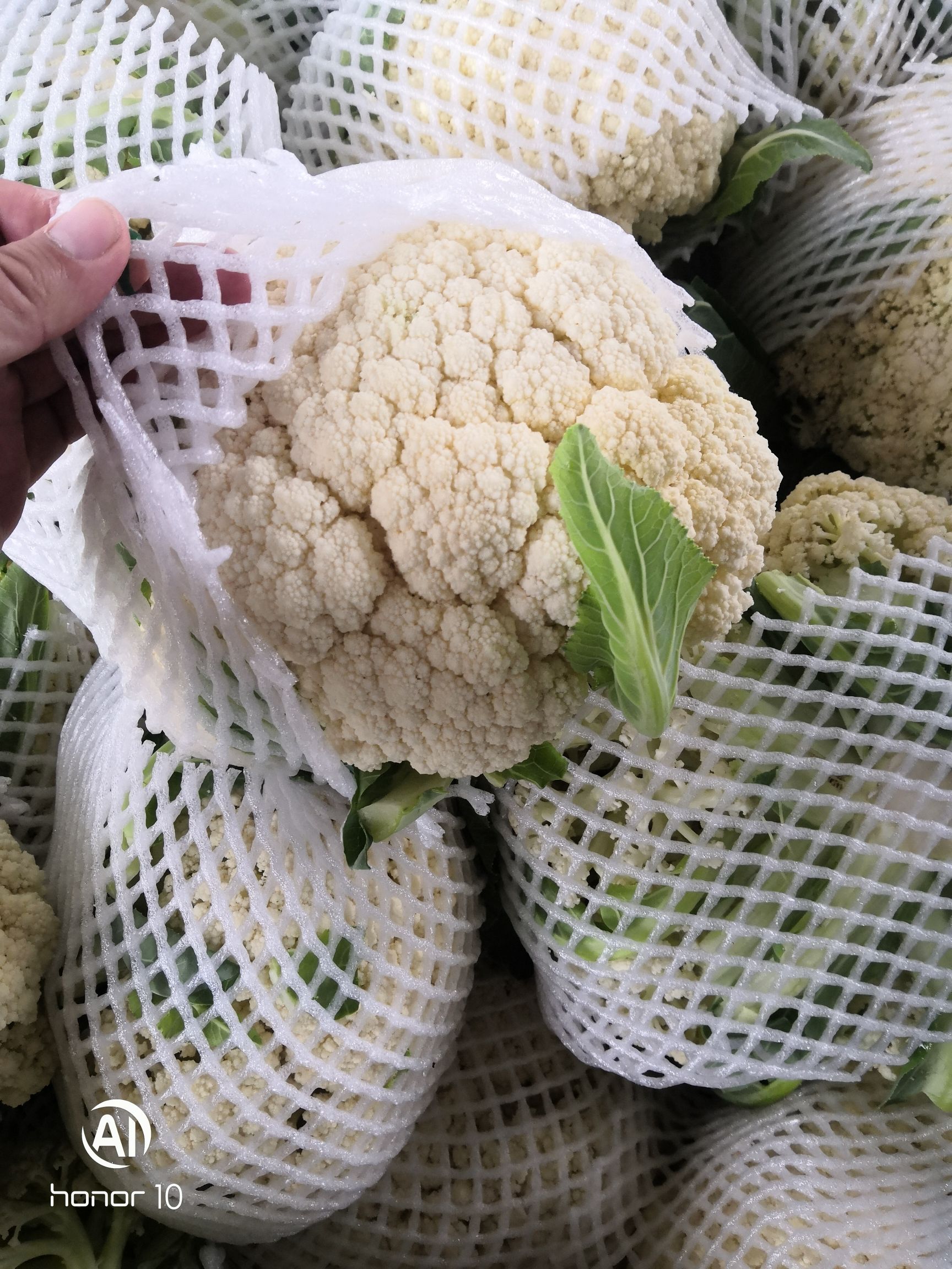 白花菜花  加工厂，大量供应青梗松花