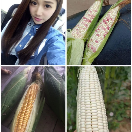 枝江市甜玉米  新鲜玉米 一件代发水果玉米 糯玉米 黄色玉米