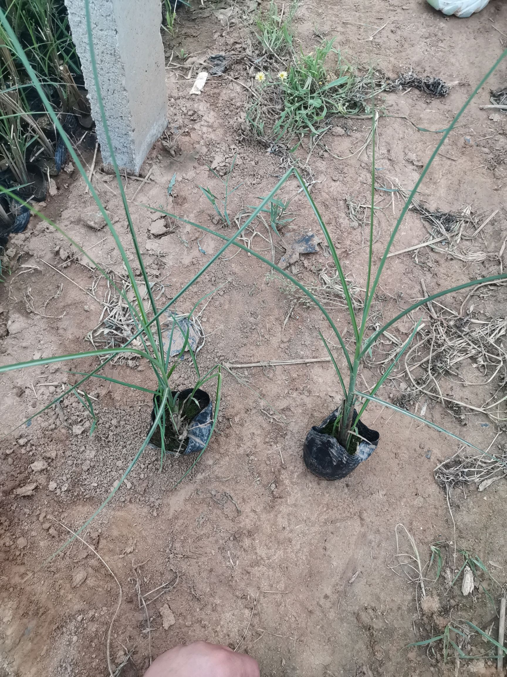 细叶芒苗木花草地被植物山东潍坊青州供应