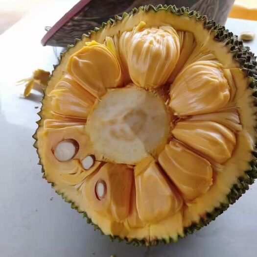 灵山县马来西亚一号菠萝蜜苗 马来西亚1号波萝蜜苗