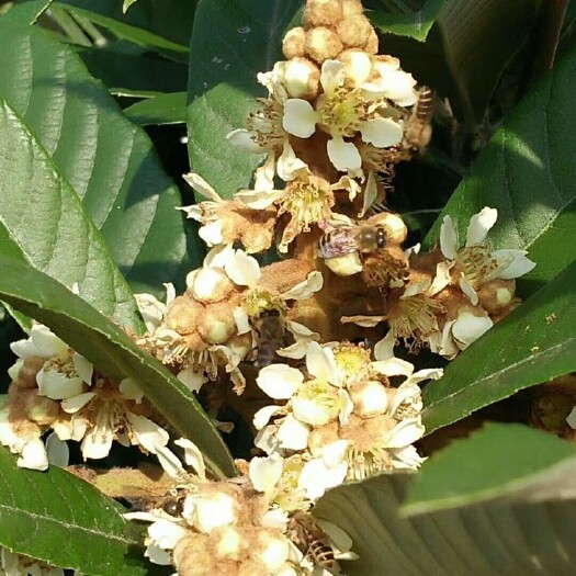 昆明供应老家农户自养土蜂蜜（枇杷花蜜＋砂仁花蜜）结晶蜜100公斤