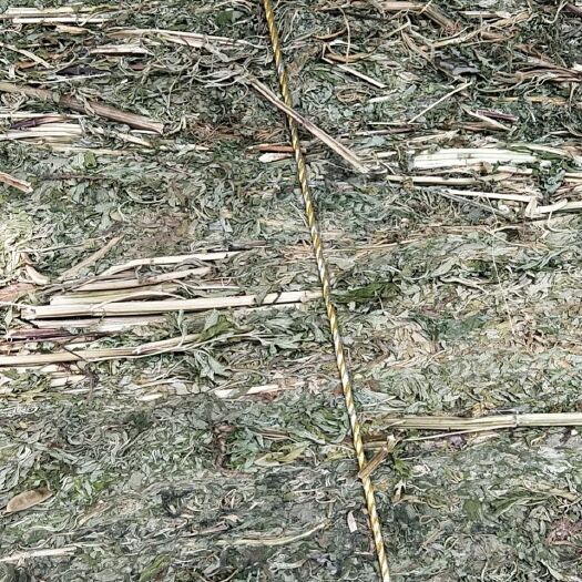 广水市供应干益母草苗，童子益母草，益母草