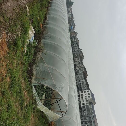 岳阳县麒麟西瓜 货源充足包红包甜质量可靠
