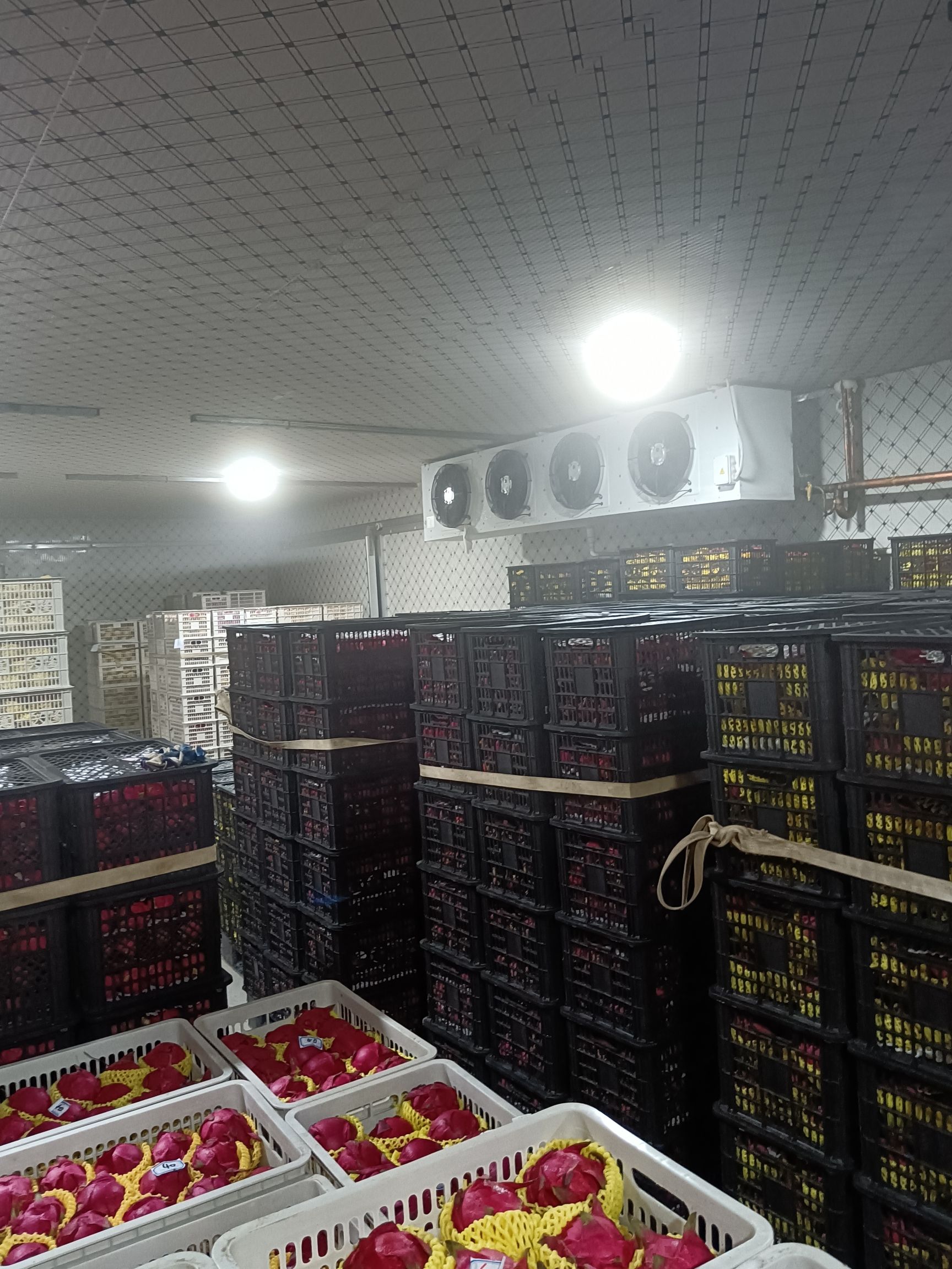 金都一号火龙果，红心火龙果，代办，代收，提供洗果，预冷