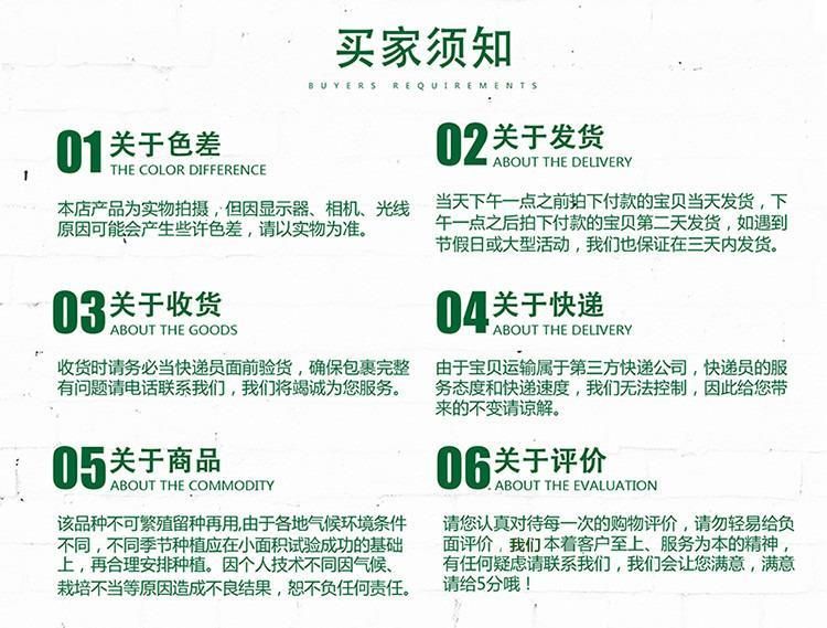 绿甘蓝种子 绿冠甘蓝种子耐热抗病包菜颜色绿口感甜脆蔬菜种子
