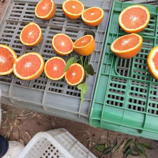 红橙  中华红 湖北秭归脐橙 产地直发 量大清甜
