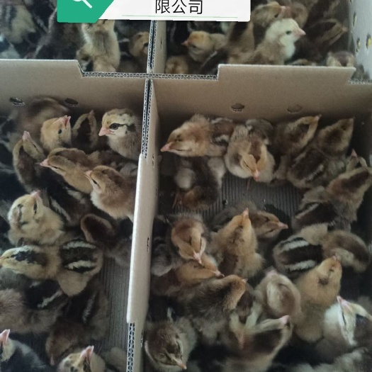 广州K9鸡苗  新广k901