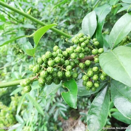 彝良县 彝良青花椒马上到了成熟季节，大量供应本公司一手货源