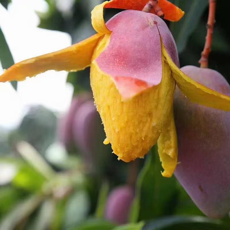  贵妃芒果