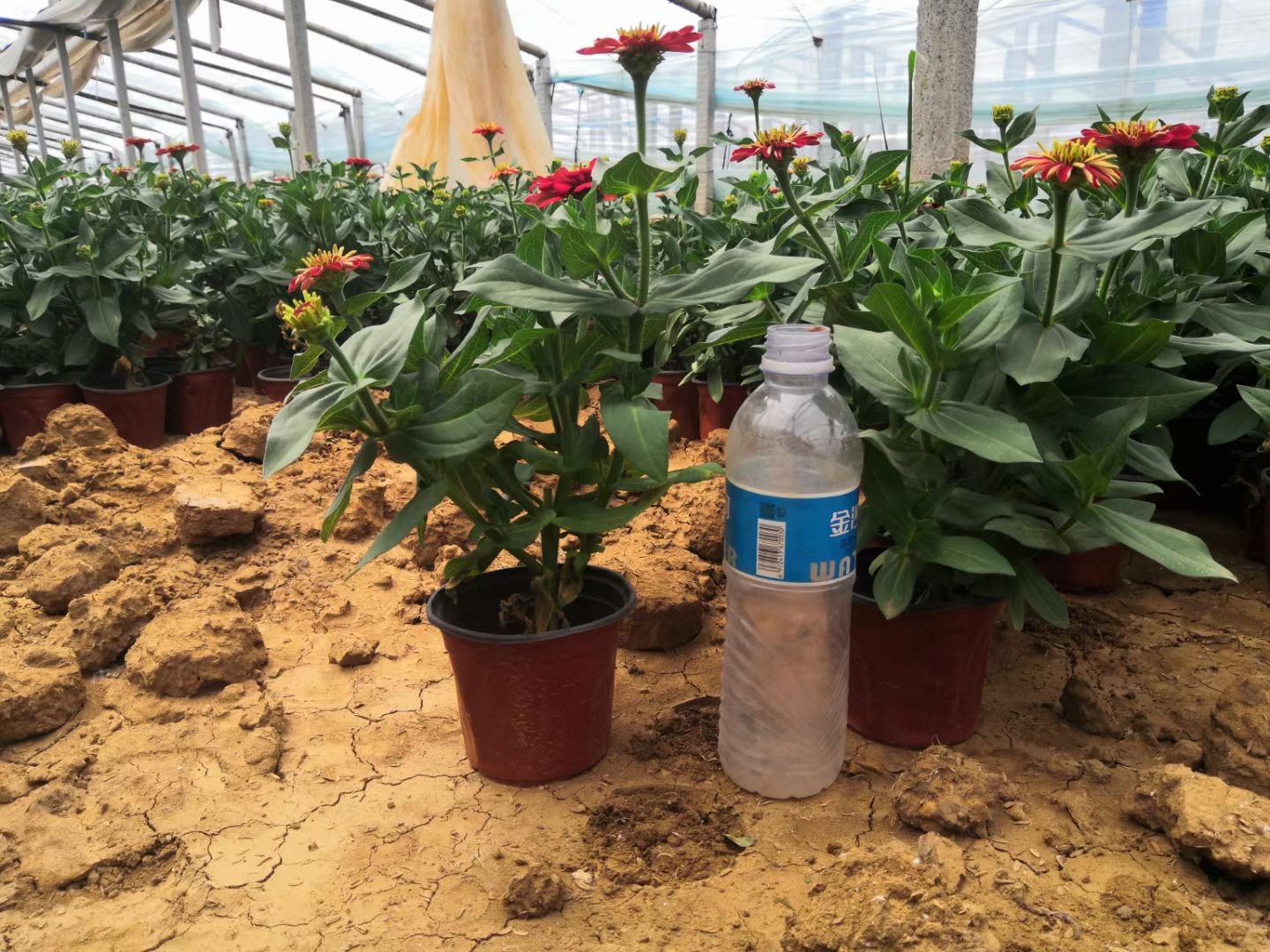 山东百日草基地，青州百日菊