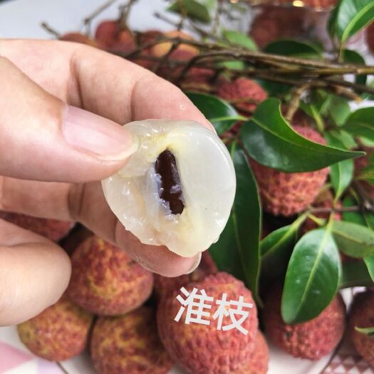 惠东县禾荔荔枝  广东淮枝荔枝