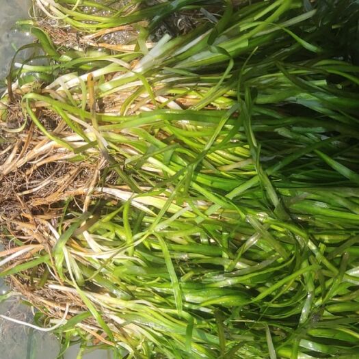 荔浦市大量出售矮生长生耐寒苦草一手货源现起现卖进化水质养鱼虾蟹专用