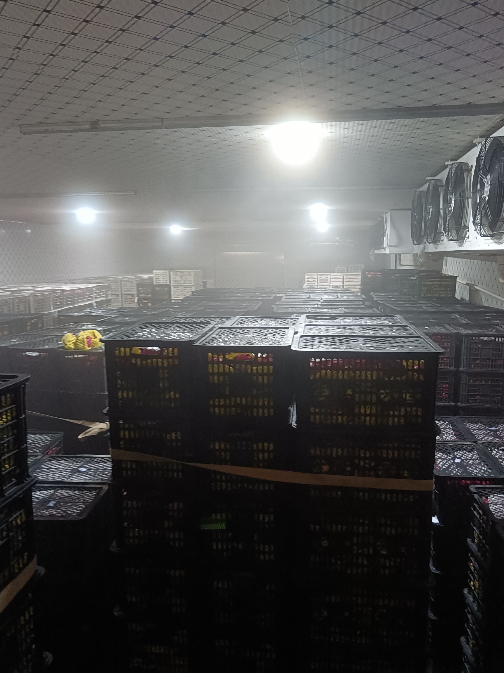 金都一号火龙果，红心火龙果，代办，代收，提供洗果，预冷