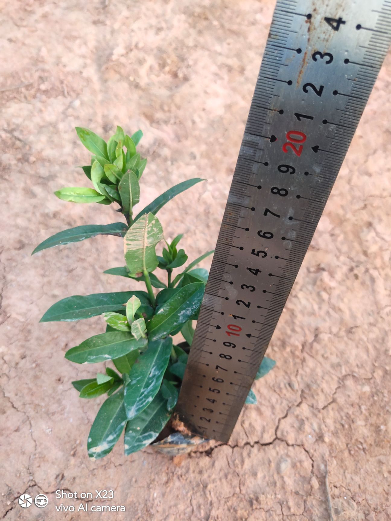 5斤袋小叶龙船花，高度20，开始分枝了
