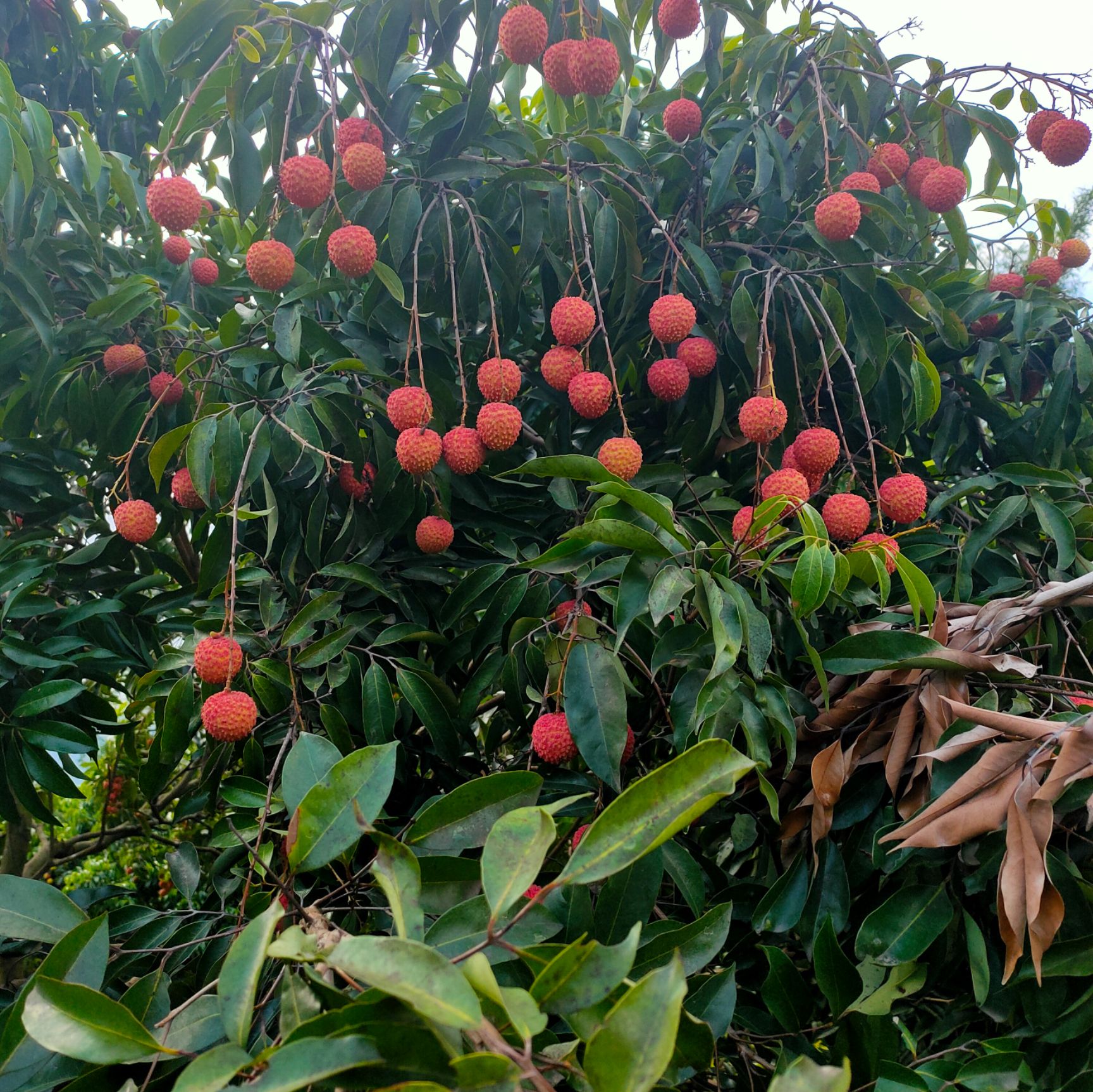 桂味荔枝 桂味茘枝