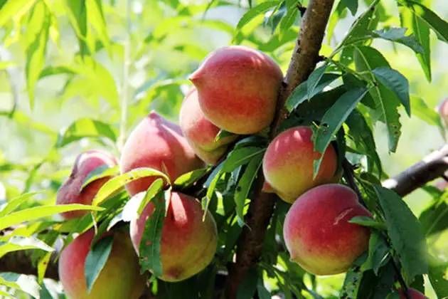 武平县鹰嘴蜜桃 果顶似鹰嘴、新鲜、肉质爽脆、味甜如蜜