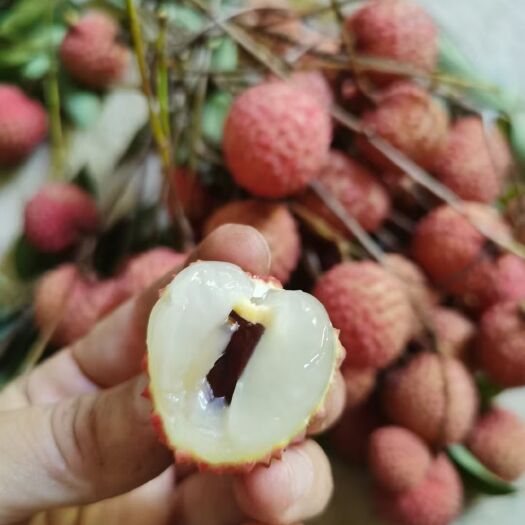 灵山县桂味荔枝苗 桂味荔枝 苗