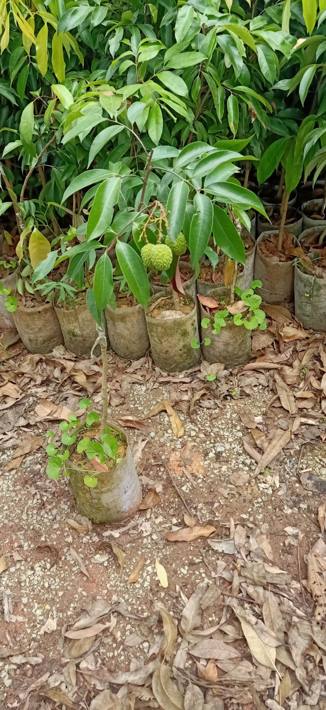 桂味荔枝苗 桂味荔枝 苗