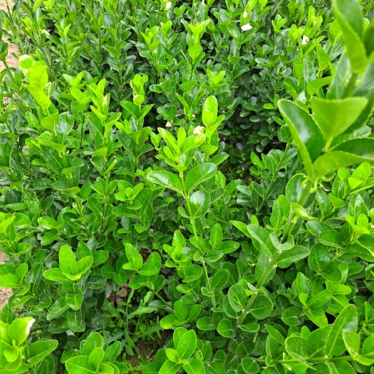 万年青 大叶万年青地栽苗 万年青杯苗 陕西优质万年青产地直发