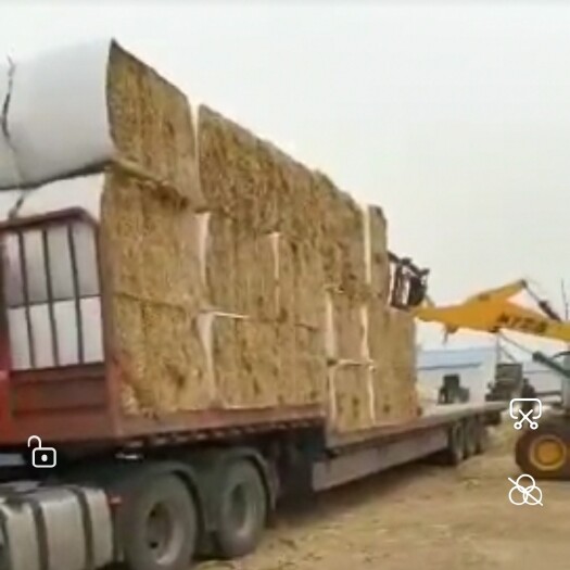 大庆玉米秸秆饲料，揉丝除尘，大小方包，寻求与各位老板合作