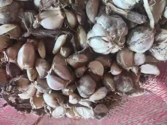 金乡县红皮蒜  金乡大蒜，落地瓣，保质保量