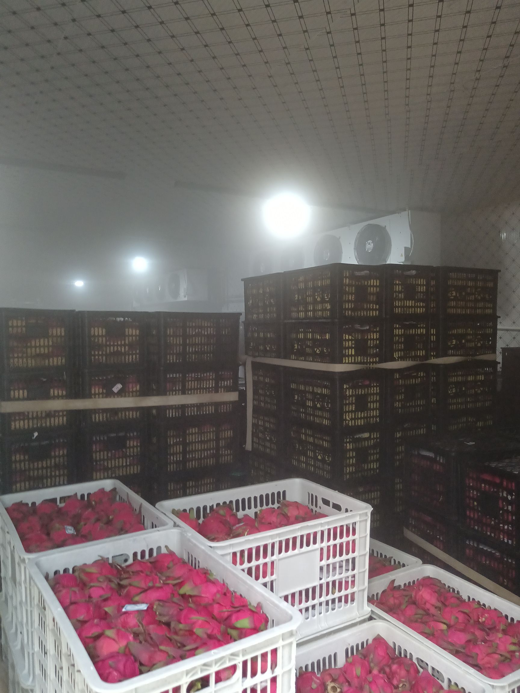 金都一号火龙果，红心火龙果，代办，代收，提供洗果，预冷