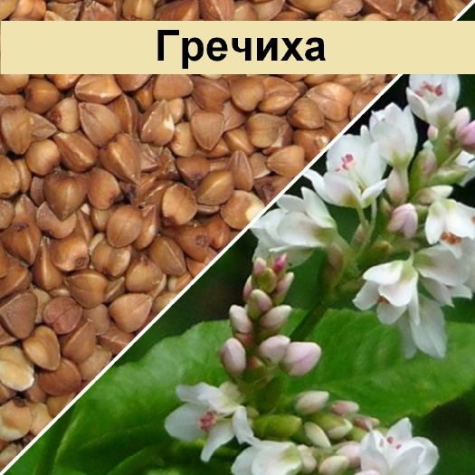 皮燕麦 俄罗斯大麦，燕麦，荞麦，豌豆，油菜籽，亚麻籽等