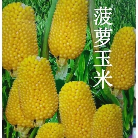 邵阳可以生吃的玉米  草莓玉米菠萝甜玉米种子生吃水果甜种籽春秋农家大田四季蔬菜播种
