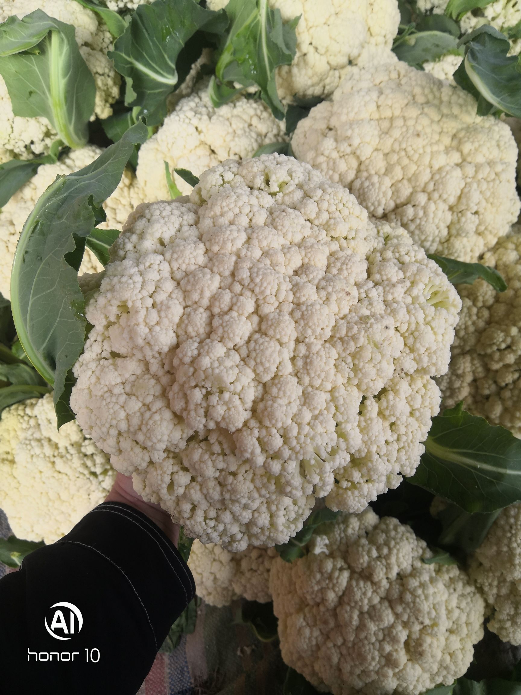 白花菜花  加工厂，大量供应青梗松花