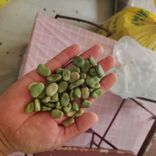 周口配合饲料  蚕豆  可做精选  豆瓣    鱼料