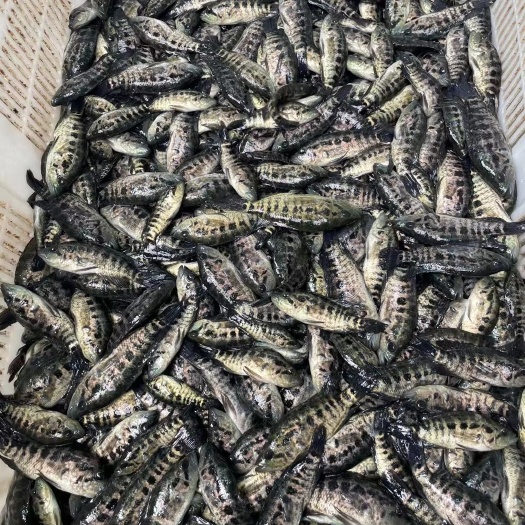 南宁淡水石斑鱼苗  石斑鱼苗，杂交快大好养淡水石斑鱼，苗场直销量大包送货上门。
