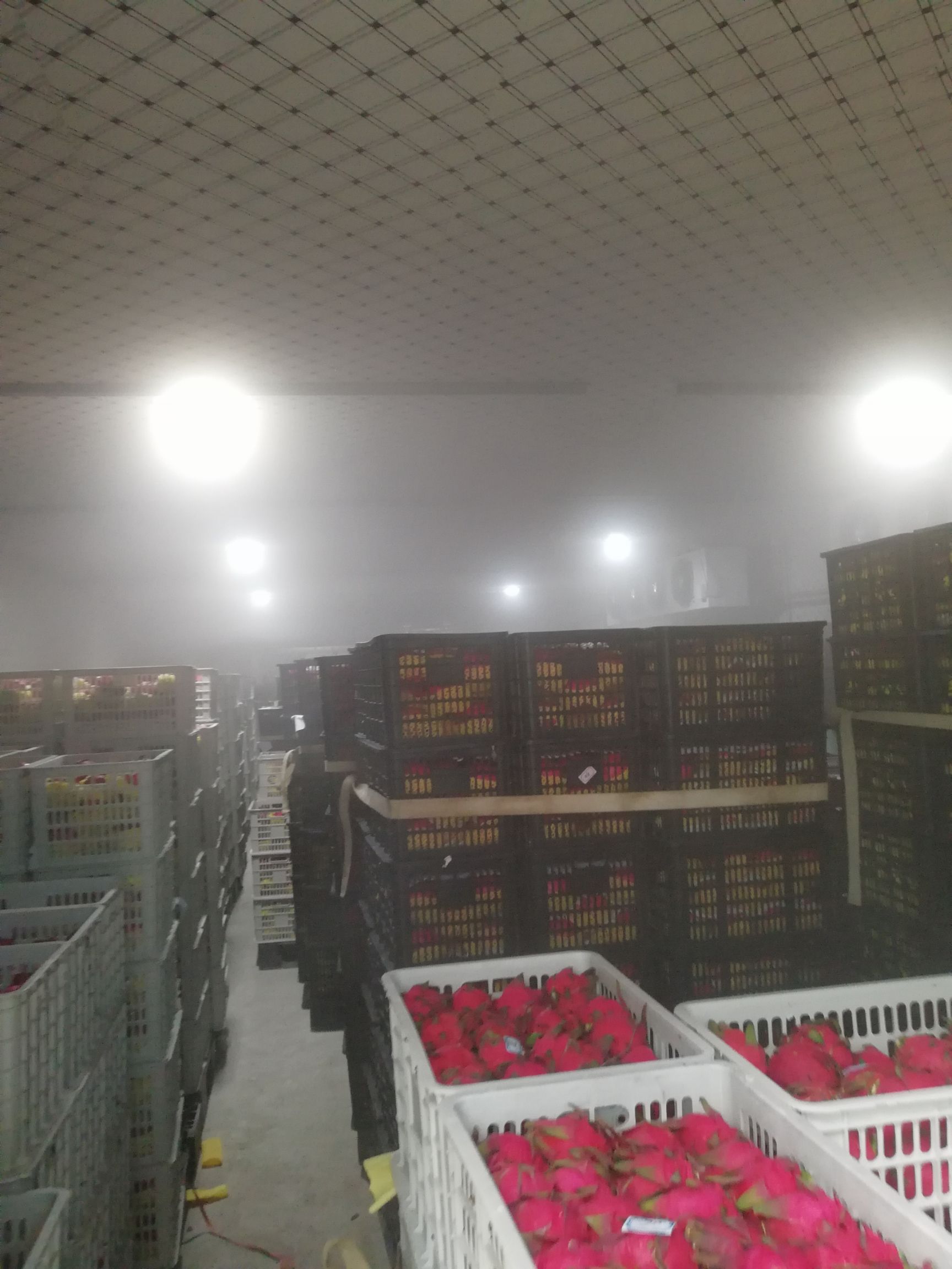 金都一号火龙果 红心火龙果，代办代收，金都一号，提供洗果，预冷