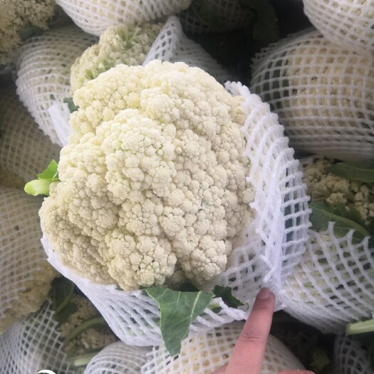 博爱县白花菜花  加工厂，大量供应青梗松花