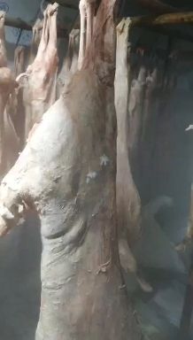 白条羊  羊酮体   40多斤一只