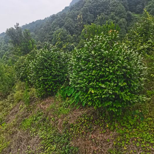 宜宾杜鹃红  自家农场种植的茶花