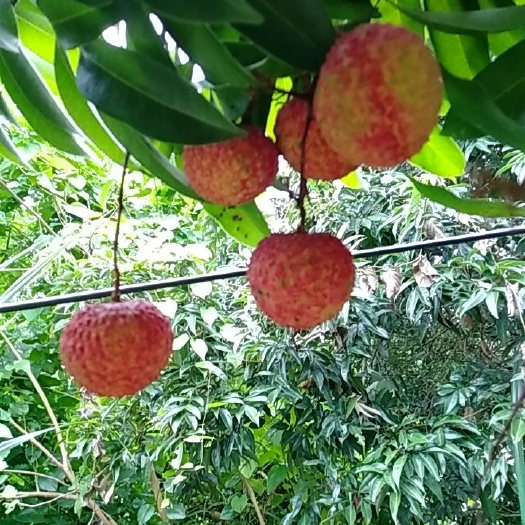 合浦县 鸡嘴荔枝