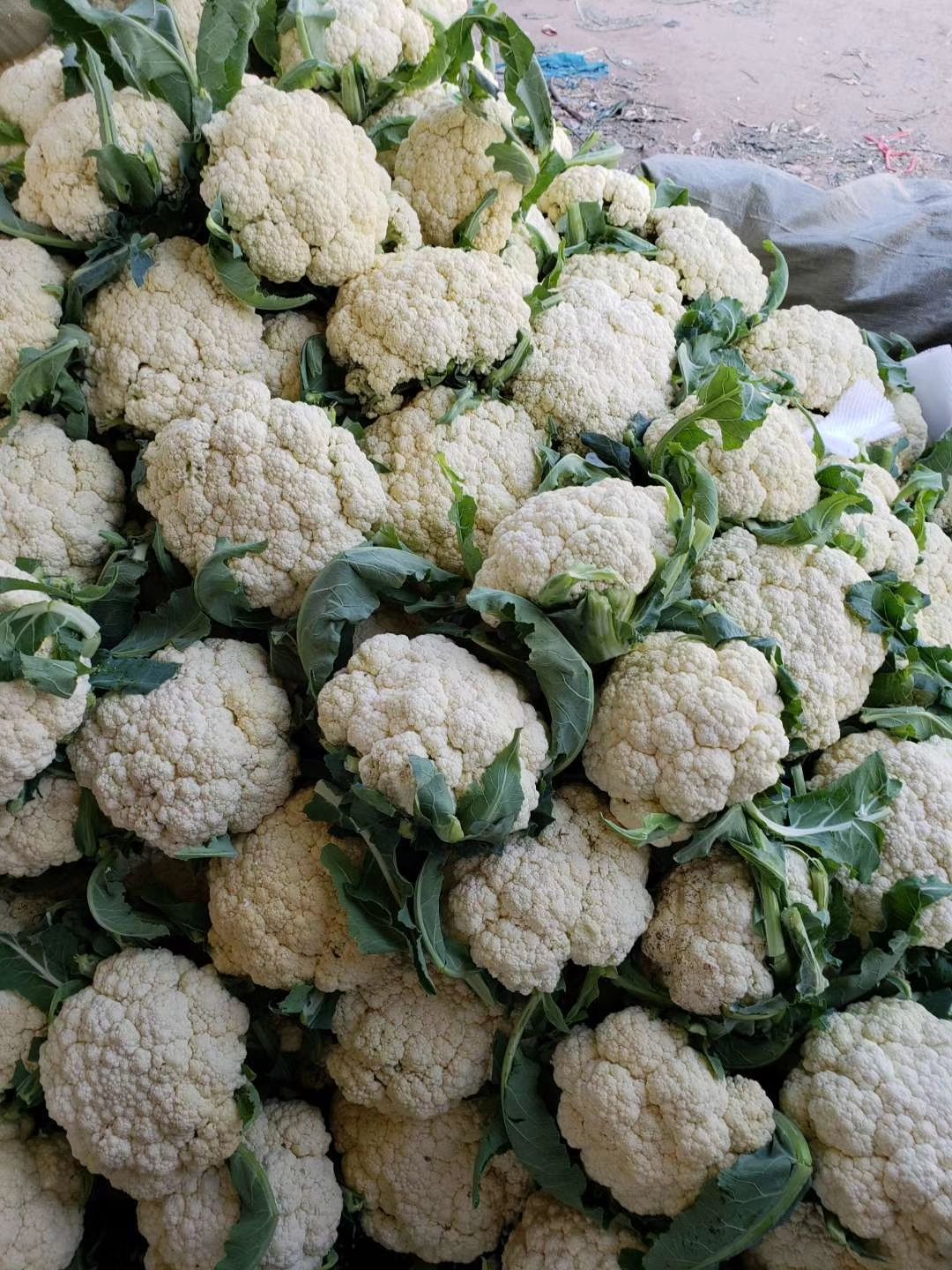 白花菜花  加工厂，大量供应青梗松花