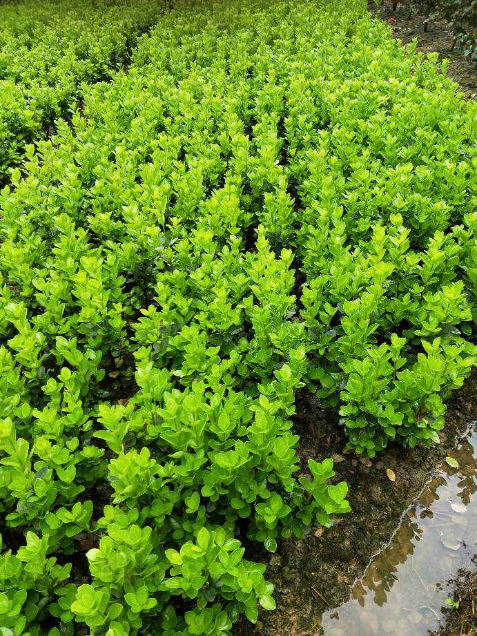  大叶黄杨小毛球冠幅20高25/30cm    扦插小苗