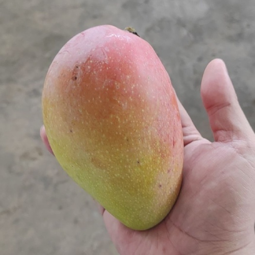  黄金贵妃芒
