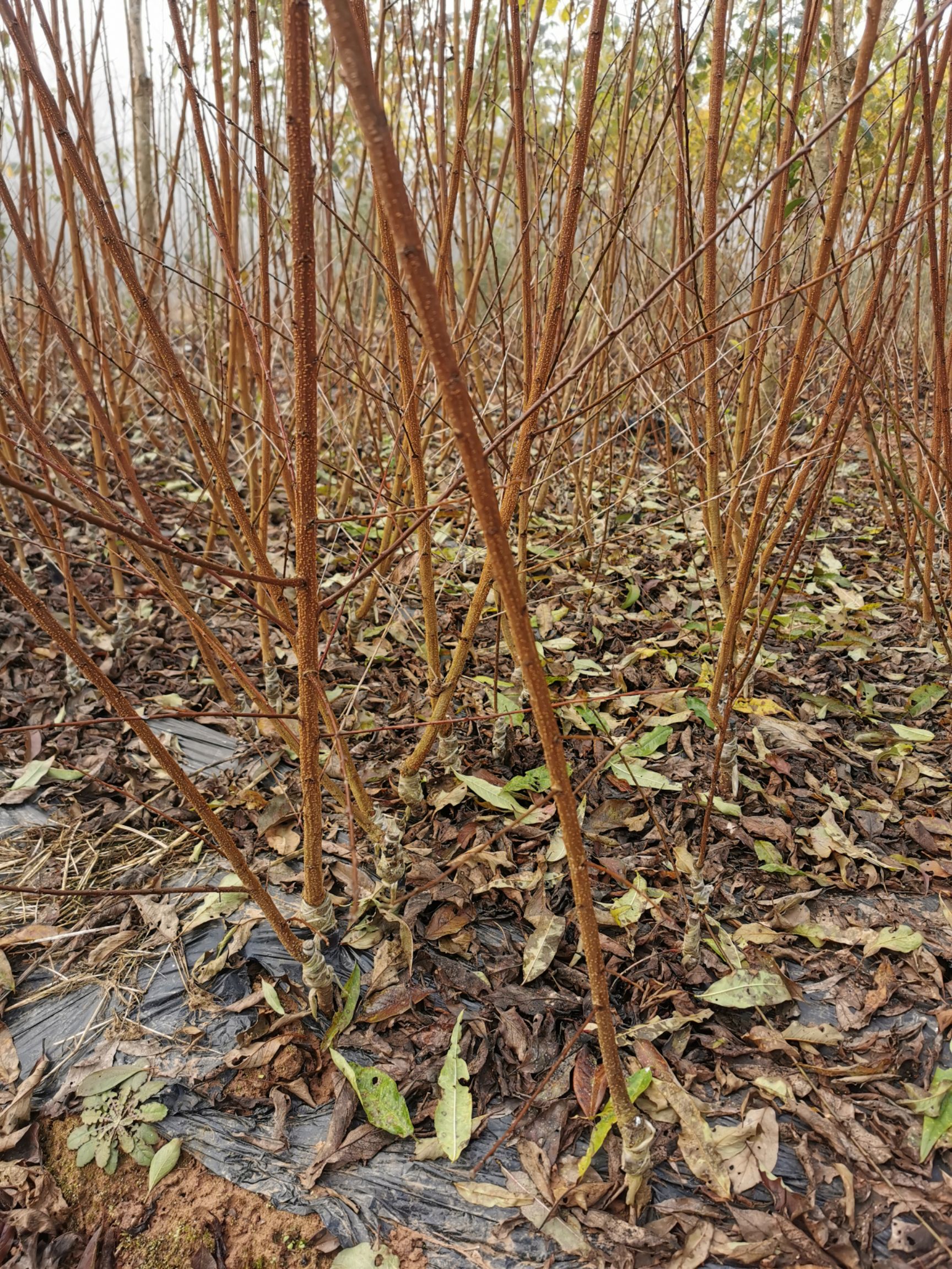 蜂糖李樹苗  蜂糖李種植基地，保證品種純正