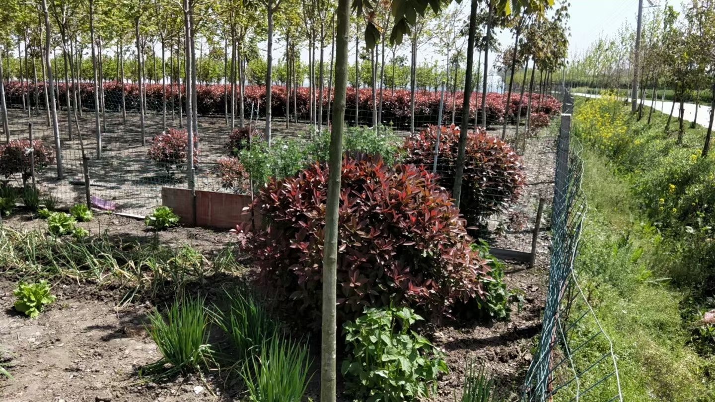 火焰红  红叶石楠球