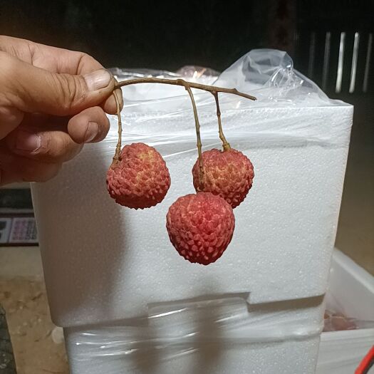 东莞市糯米糍荔枝 东莞本地荔枝，糯米糍，桂味，有大量现货。