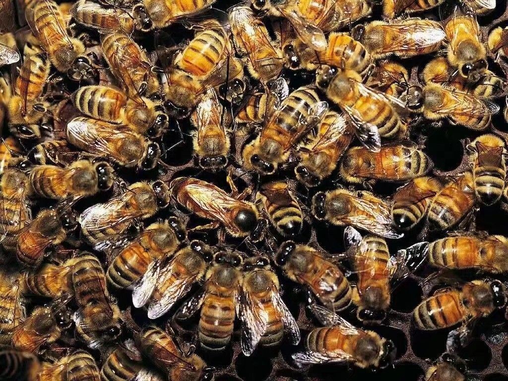 蜂蜜，自家蜂场，自产自销，槐花蜜，枣花蜜，葵花蜜